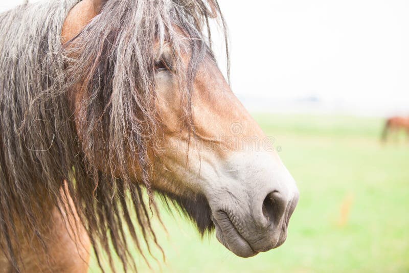European horse stock image. Image of calmness, closeups 73704225