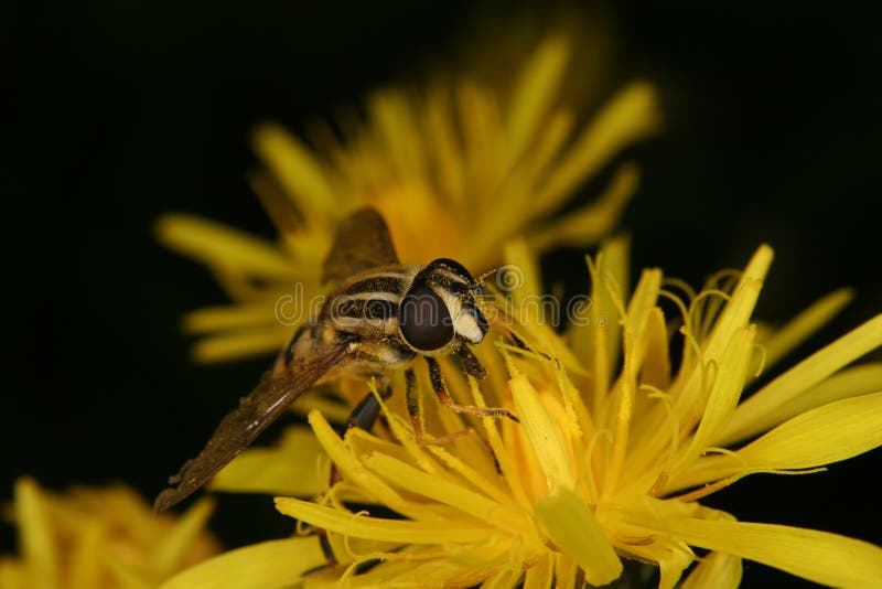 European hoverfly (Helophilus trivittatus) royalty free stock photos