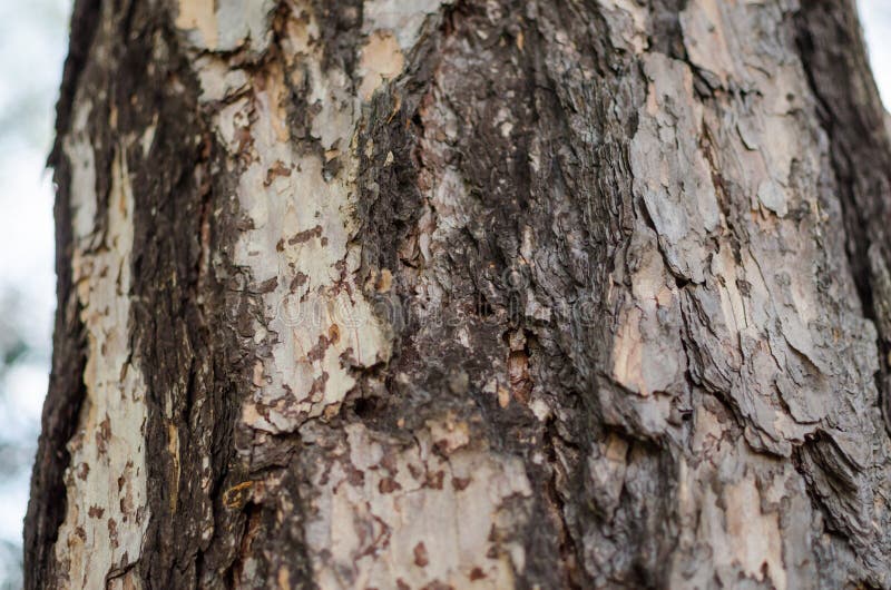 European Larch larix decidua bark. close up