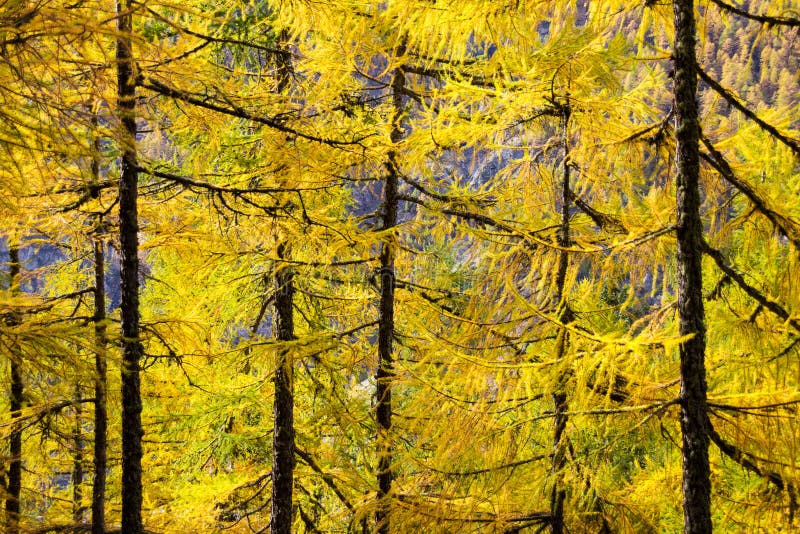 European larch Larix decidua woods in sun lit