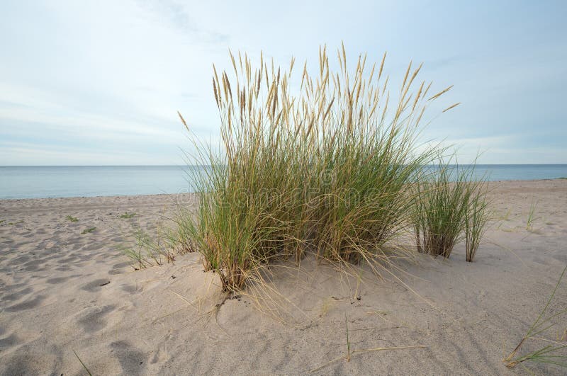 European marram grass, Ammophila arenaria growing in sand on a beach
