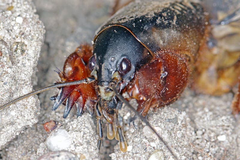 5 856 Pest Cricket Photos Free Royalty Free Stock Photos From Dreamstime 5 856 Pest Cricket Photos Free Royalty Free Stock Photos From Dreamstime