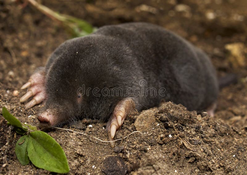 The European mole Talpa europaea