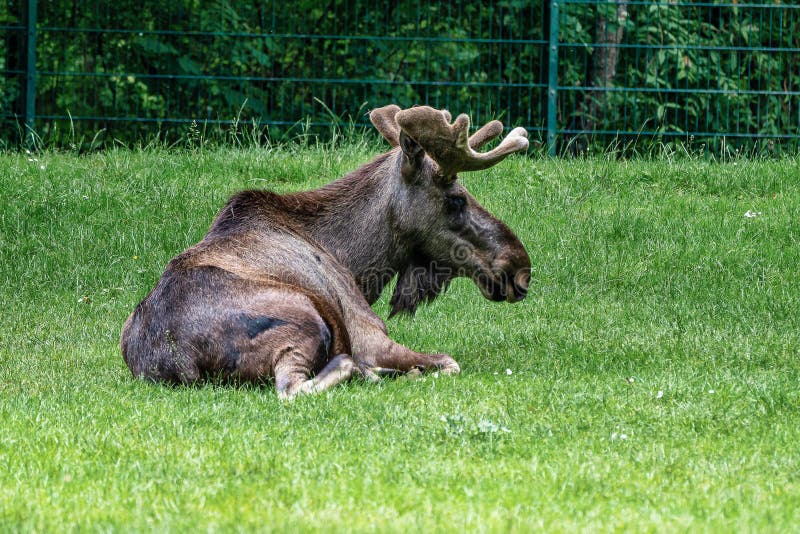European Moose, Alces Alces, Also Known As the Elk Stock Image - Image of europe, north: 166457171 European Moose, Alces Alces, Also Known As the Elk Stock Image - Image of europe, north: 166457171