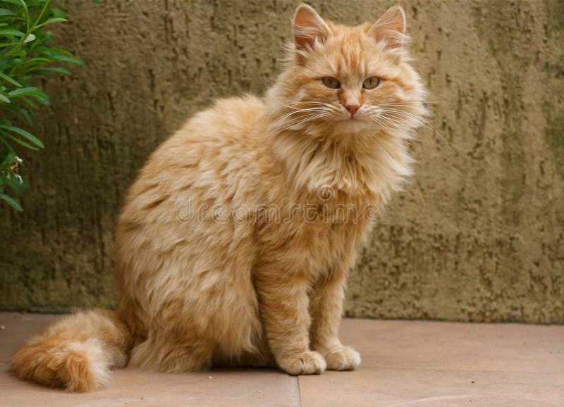 European orange cat