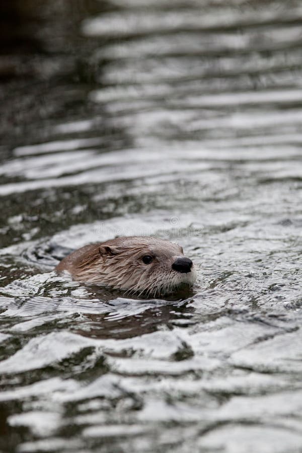 European Otter