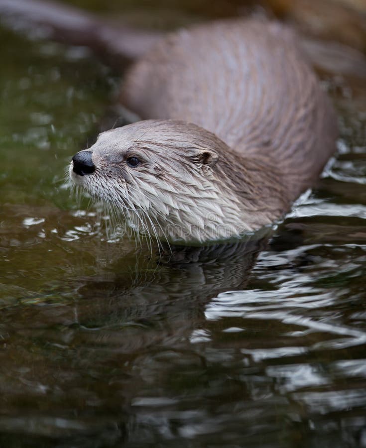 European Otter