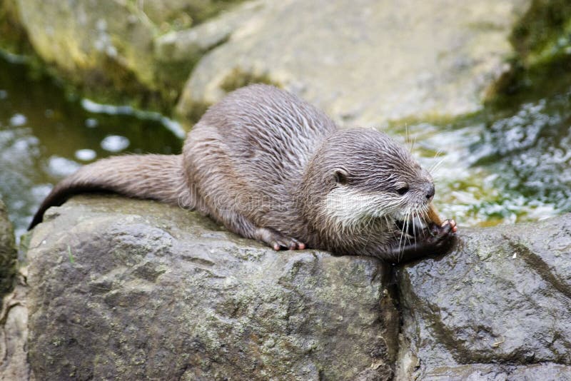 European Otter eating fish stock image. Image of riverswildlife - 835857