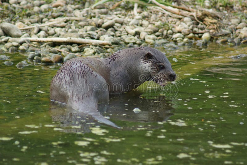 European Otter - Lutra lutra royalty free stock image European Otter - Lutra lutra royalty free stock image