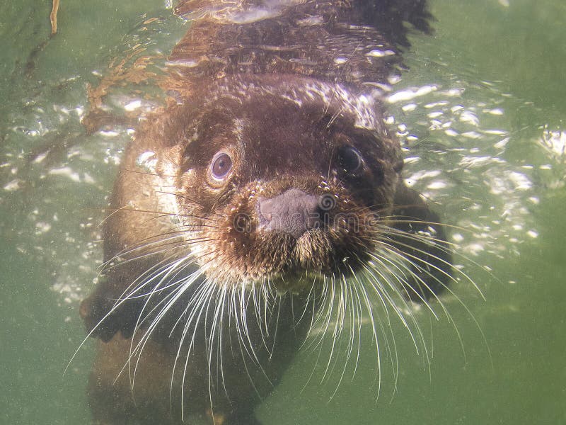 European otter Lutra lutra underwater stock photo European otter Lutra lutra underwater stock photo