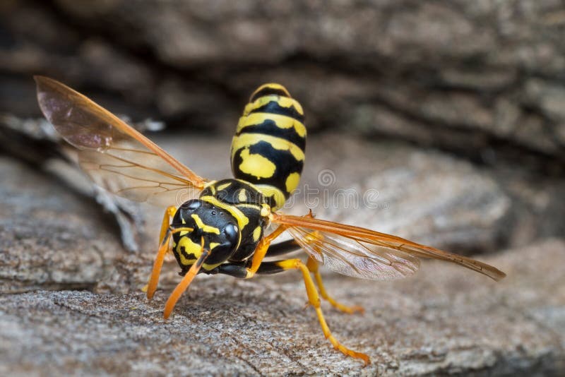 European paper wasp stock photo. Image of blurry, dangerous 68213326