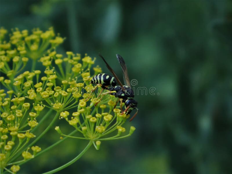 Dill with Wasp stock photo. Image of insect, pickling 100679398