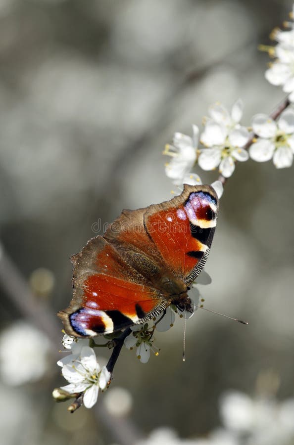 European Peacock stock photos