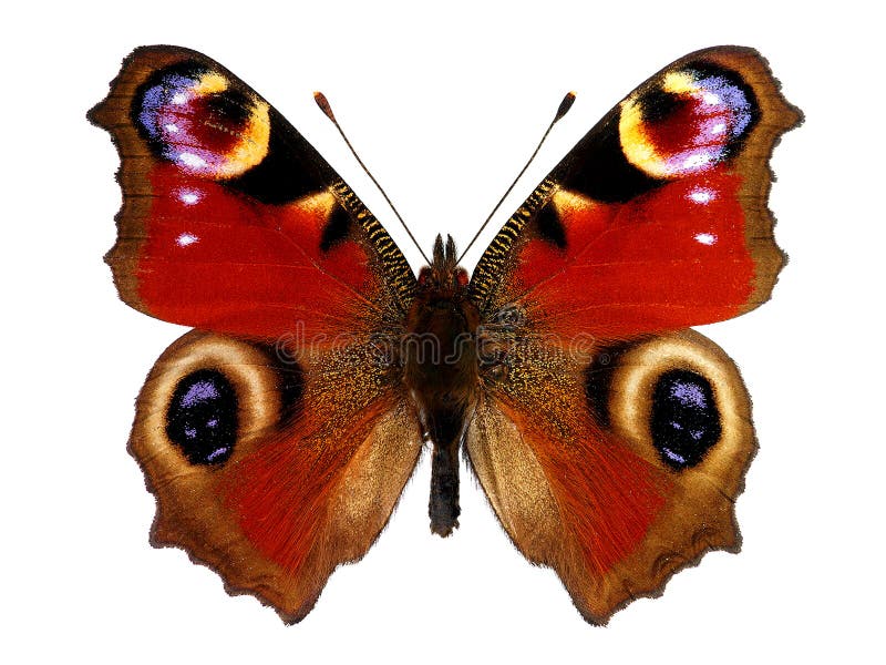10,317 Peacock Butterfly Stock Photos - Free & Royalty-Free Stock ...