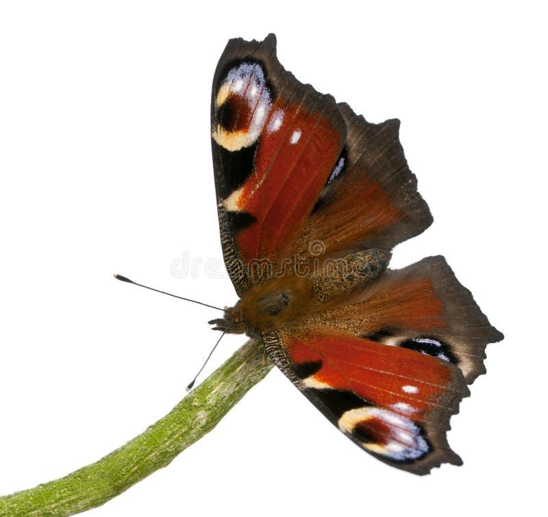 European Peacock Moth, Inachis Io Stock Image - Image of species ...