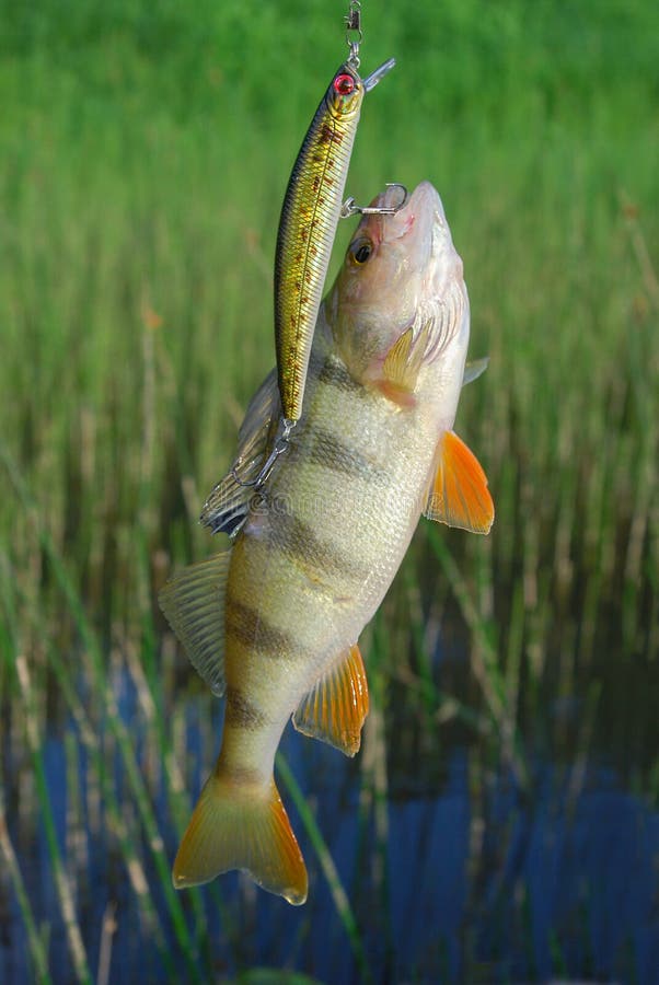 This European Perch (rivers Perch) Caught Spinning in the Northern Lake.  Toothy Mouth of a Predatory Fish Stock Photo - Image of wild, nature:  275264692