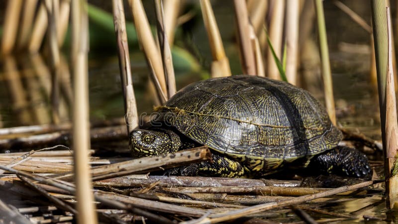 European Pond Turtle