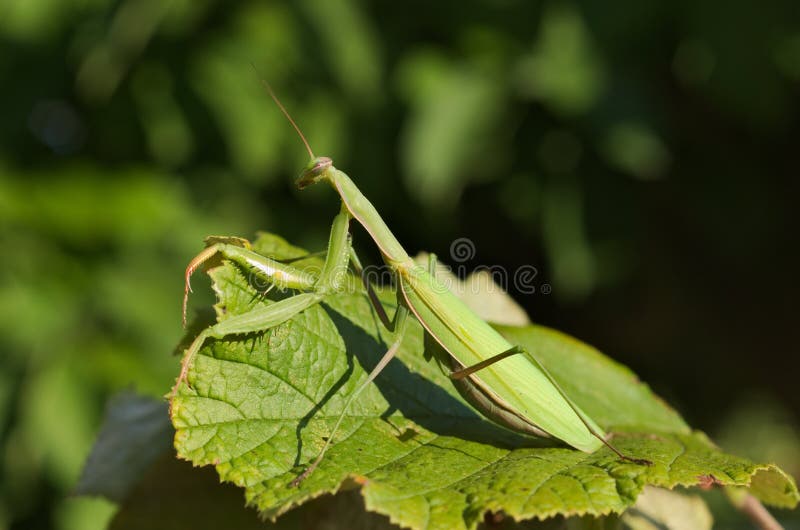 European Or Praying Mantis (Mantis Religiosa)