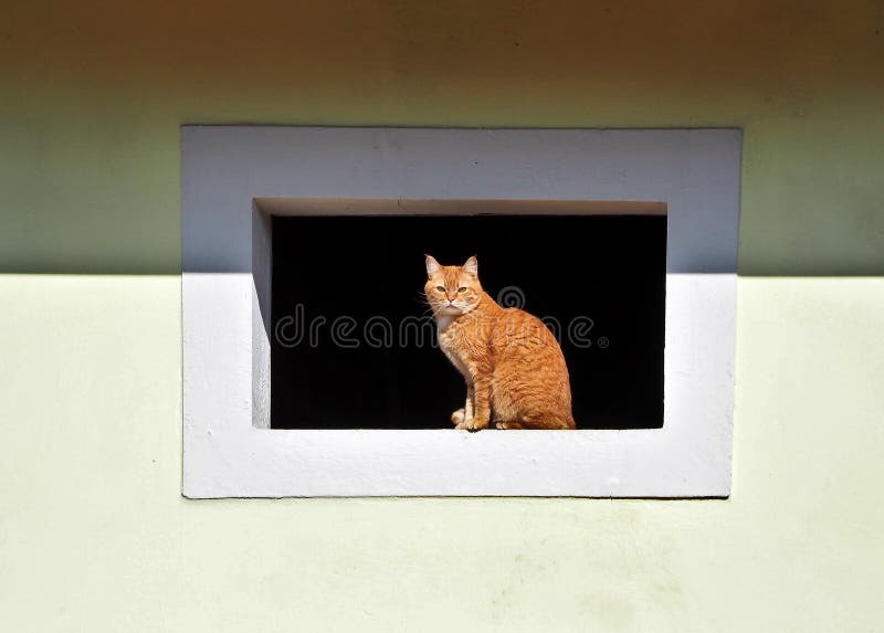 Small red cat stock photo. Image of furry, blue, admirable ...