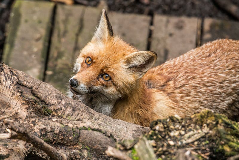 Euro Foxes