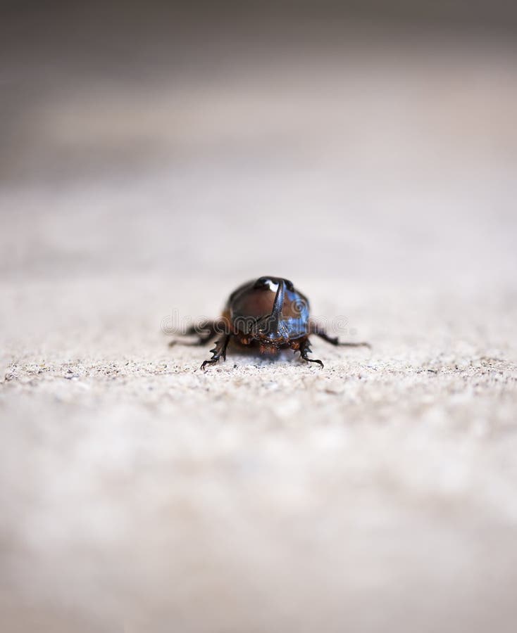 European Rhinoceros beetle close up