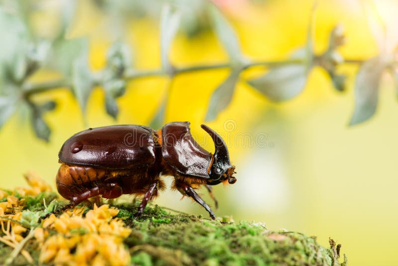 European rhinoceros beetle