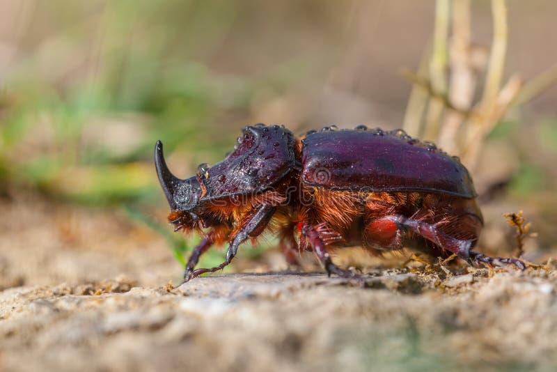 European Rhinoceros Beetle on the Forest Floor