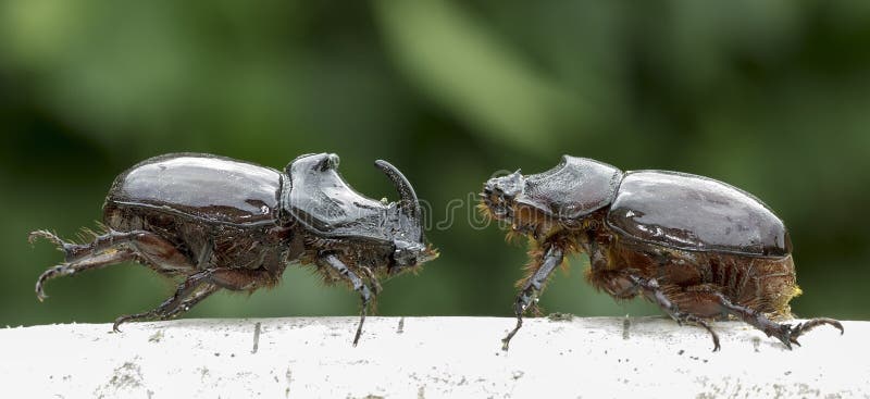 European rhinoceros beetle (Oryctes nasicornis)