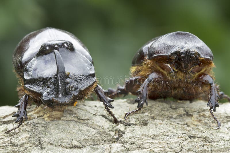 European rhinoceros beetle (Oryctes nasicornis)