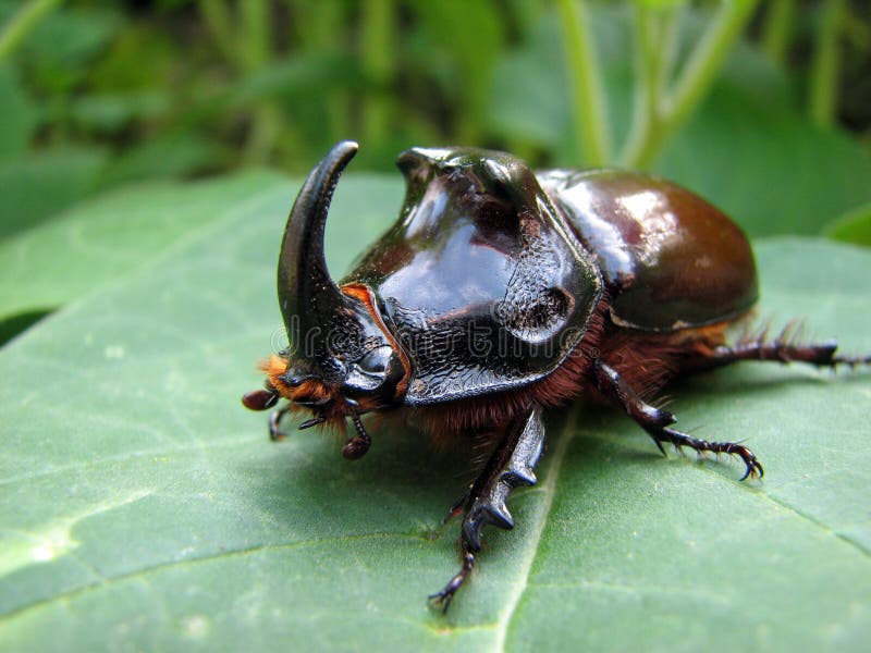 European rhinoceros beetle