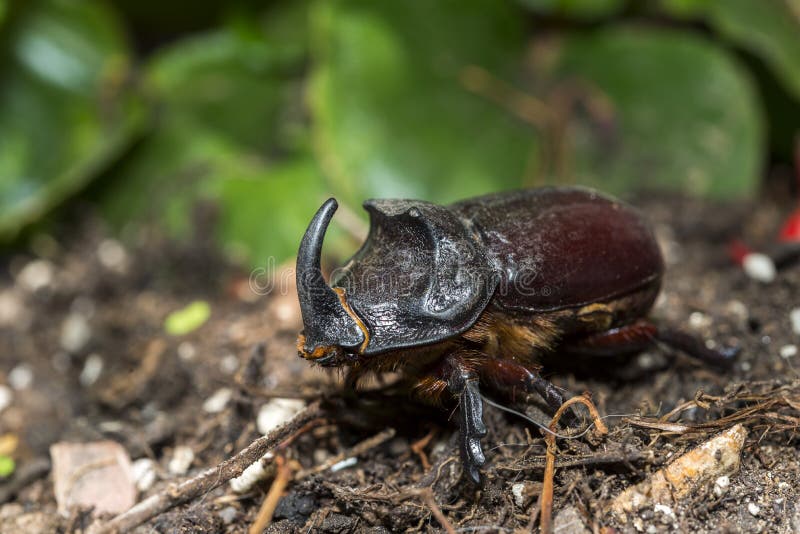 European rhinoceros beetle