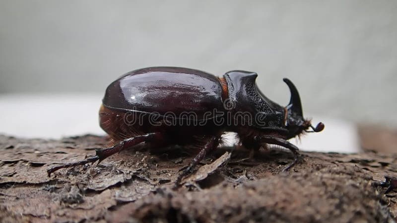 European rhinoceros beetle walking on some wood