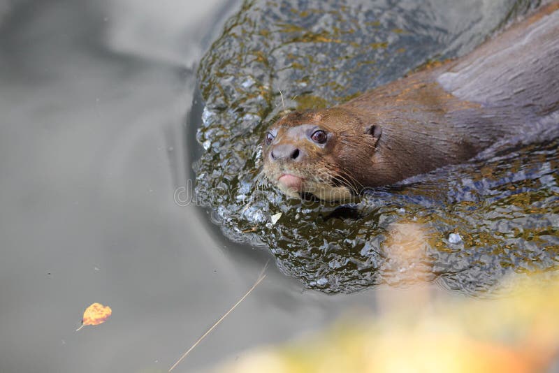 European river otter royalty free stock image European river otter royalty free stock image
