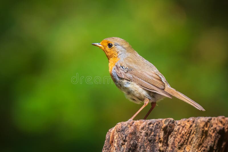 European robin bird Erithacus rubecula perched royalty free stock image European robin bird Erithacus rubecula perched royalty free stock image