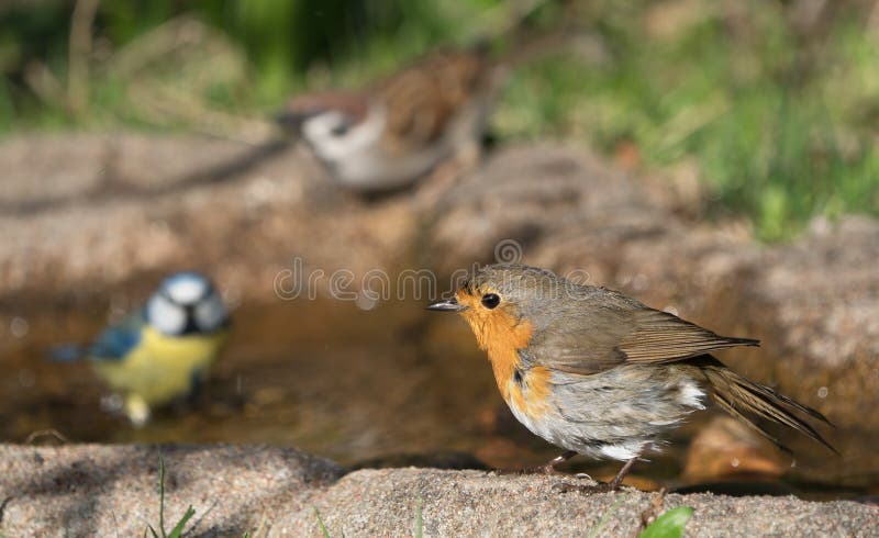 European Robin Bird