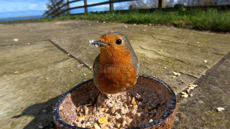 European robin feeding from Insect Coconut Suet Shell in UK. European robin feeding from Insect Coconut Shell in UK stock photos European robin feeding from Insect Coconut Suet Shell in UK. European robin feeding from Insect Coconut Shell in UK stock photos