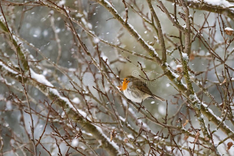 European robin redbreast bird sitting on tree branch all alone w