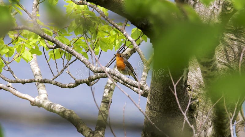 European robin singing on the beech tree branch