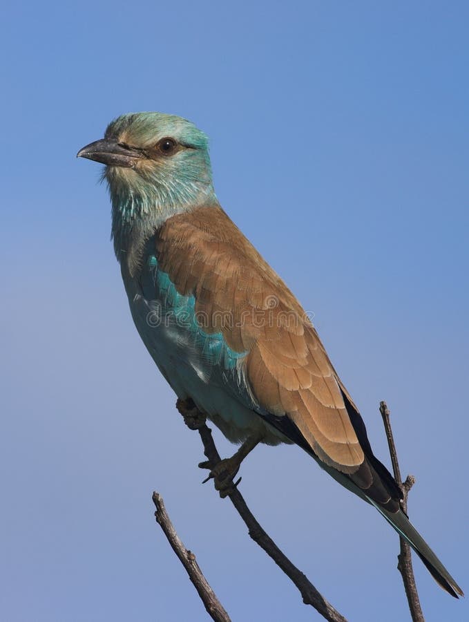 European Roller