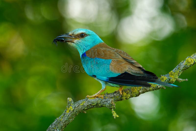 European Roller - Coracias garrulus is flying blue bird breeding in Europe, Middle East, Central Asia and Morocco, found in a wide