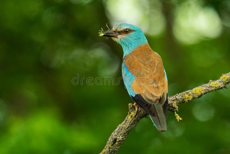 European Roller - Coracias garrulus is flying blue bird breeding in Europe, Middle East, Central Asia and Morocco, found in a wide