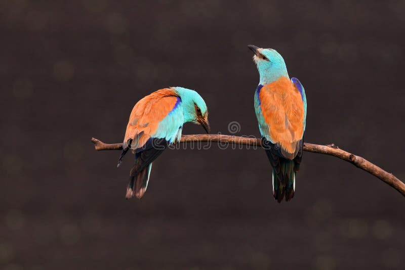 Bird feeders for the winter months The European roller Coracias garrulus pair sitting on the branch with dark brown background. Pair of blue birds on dark. Background royalty free stock photography