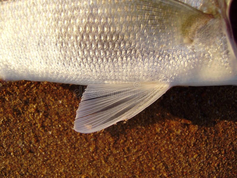 Pelvic Fin of an European Sea Bass. Stock Image - Image of anatomy, grey:  178438699