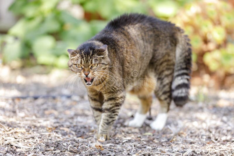 1,205 Cat Hissing Stock Photos - Free & Royalty-Free Stock Photos from  Dreamstime