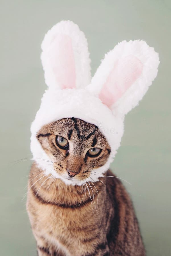 european-shorthair-young-cat-wearing-funny-bunny-ears-against-pastel-green-background-happy-easter-mackerel-tabby-kitty-dressed-as-174569052.jpg