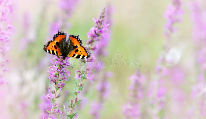 European Small Tortoiseshell butterfly Aglais urticae royalty free stock images European Small Tortoiseshell butterfly Aglais urticae royalty free stock images