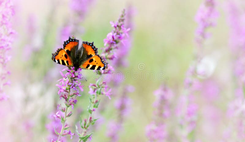 European Small Tortoiseshell butterfly Aglais urticae sitting on a purple flower.