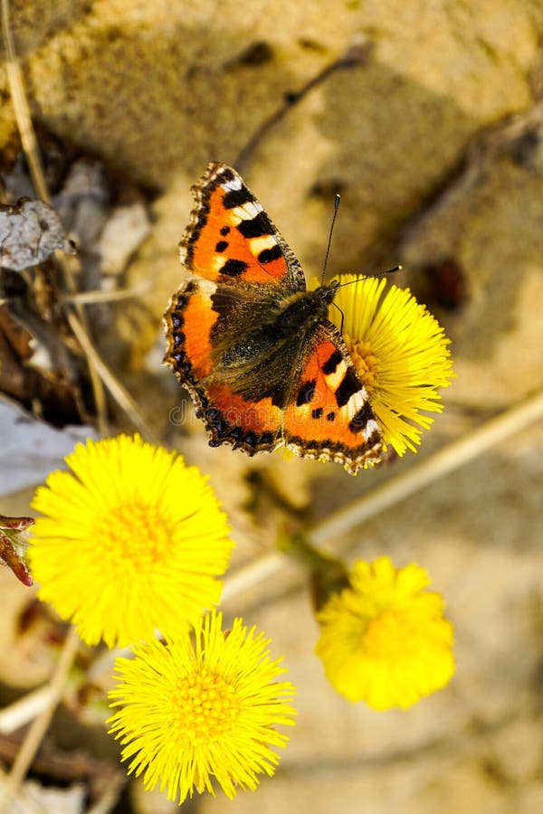 European Small Tortoiseshell butterfly sucks nectar from the bright yellow coltsfoot flower