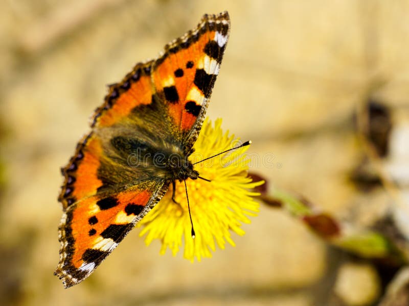 European Small Tortoiseshell butterfly sucks nectar from the bright yellow coltsfoot flower