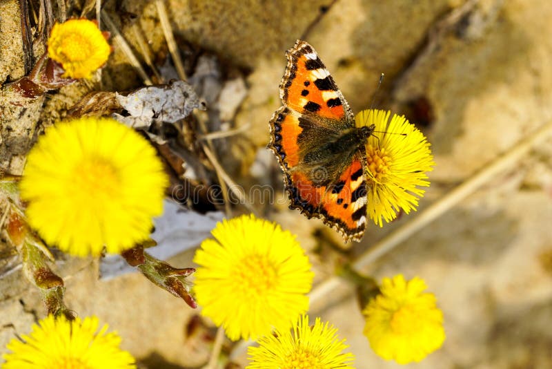 European Small Tortoiseshell butterfly sucks nectar from the bright yellow coltsfoot flower